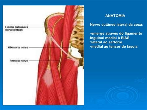 meralgia parestésica na gravidez|Alterações Músculo